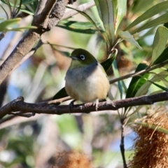 Zosterops lateralis (Silvereye) at Bermagui, NSW - 31 Jul 2018 by RossMannell