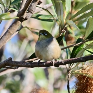 Zosterops lateralis at Bermagui, NSW - 31 Jul 2018 01:01 PM