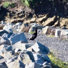 Anhinga novaehollandiae (Australasian Darter) at Bermagui, NSW - 31 Jul 2018 by RossMannell