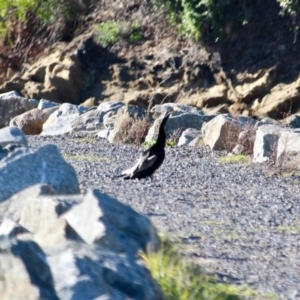 Anhinga novaehollandiae at Bermagui, NSW - 31 Jul 2018