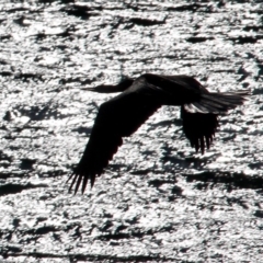 Anhinga novaehollandiae at Bermagui, NSW - 31 Jul 2018