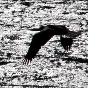 Anhinga novaehollandiae at Bermagui, NSW - 31 Jul 2018