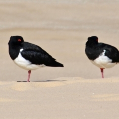 Haematopus longirostris (Australian Pied Oystercatcher) at Bermagui, NSW - 31 Jul 2018 by RossMannell