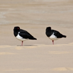 Haematopus longirostris at Bermagui, NSW - 31 Jul 2018