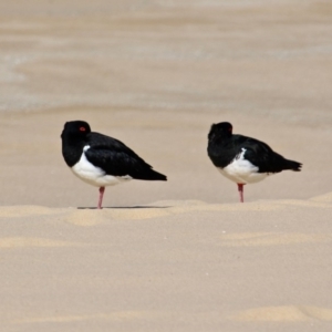 Haematopus longirostris at Bermagui, NSW - 31 Jul 2018