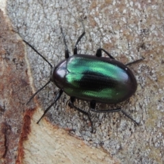 Chalcopteroides columbinus (Rainbow darkling beetle) at Pollinator-friendly garden Conder - 15 Nov 2018 by michaelb