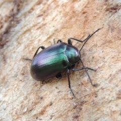 Chalcopteroides columbinus at Conder, ACT - 16 Nov 2018 10:34 AM