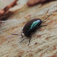 Chalcopteroides columbinus at Conder, ACT - 16 Nov 2018 10:34 AM