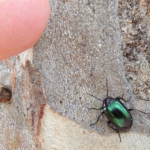 Chalcopteroides columbinus at Conder, ACT - 16 Nov 2018 10:34 AM