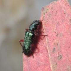 Phlogistus sp. (genus) (Clerid beetle) at Pollinator-friendly garden Conder - 15 Nov 2018 by michaelb