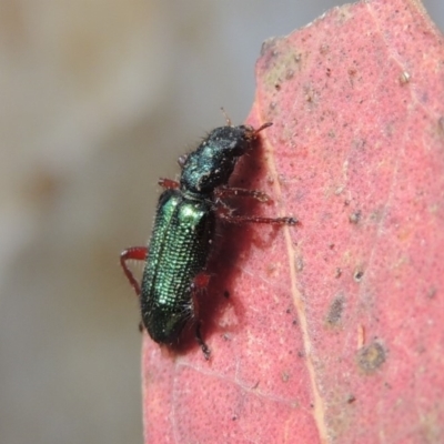 Phlogistus sp. (genus) (Clerid beetle) at Pollinator-friendly garden Conder - 15 Nov 2018 by michaelb