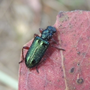 Phlogistus sp. (genus) at Conder, ACT - 16 Nov 2018 10:47 AM