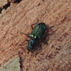 Phlogistus sp. (genus) at Conder, ACT - 16 Nov 2018 10:47 AM