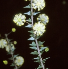 Acacia gunnii (Ploughshare Wattle) at Mongarlowe River - 6 Aug 1997 by BettyDonWood