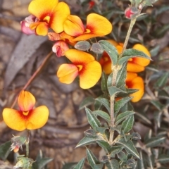 Podolobium procumbens (Trailing Shaggy-Pea) at Mongarlowe River - 27 Nov 1998 by BettyDonWood