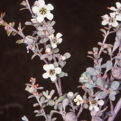 Leptospermum myrtifolium (Myrtle Teatree) at Mongarlowe River - 31 Dec 1997 by BettyDonWood