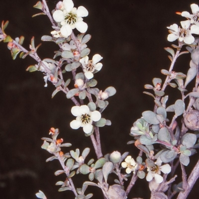 Leptospermum myrtifolium (Myrtle Teatree) at Mongarlowe River - 30 Dec 1997 by BettyDonWood