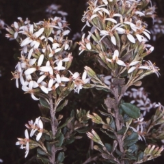 Olearia myrsinoides (Blush Daisy Bush) at Mongarlowe River - 31 Dec 1997 by BettyDonWood