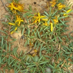 Persoonia chamaepeuce (Dwarf Geebung) at Mongarlowe River - 21 Dec 1997 by BettyDonWood