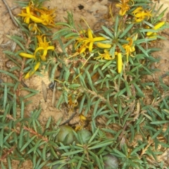 Persoonia chamaepeuce (Dwarf Geebung) at QPRC LGA - 20 Dec 1997 by BettyDonWood