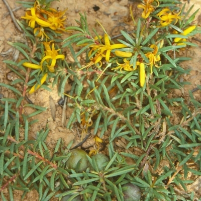 Persoonia chamaepeuce (Dwarf Geebung) at Mongarlowe River - 20 Dec 1997 by BettyDonWood