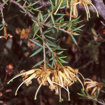 Grevillea juniperina subsp. villosa at Mongarlowe River - 31 Dec 1997 by BettyDonWood