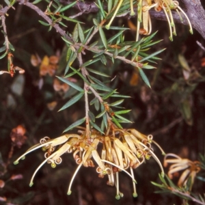Grevillea juniperina subsp. villosa at Mongarlowe River - 31 Dec 1997