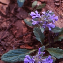 Ajuga australis (Austral Bugle) at Budawang, NSW - 6 Nov 1997 by BettyDonWood