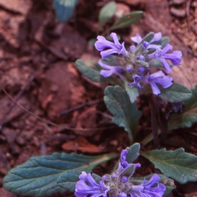 Ajuga australis (Austral Bugle) at Budawang, NSW - 6 Nov 1997 by BettyDonWood