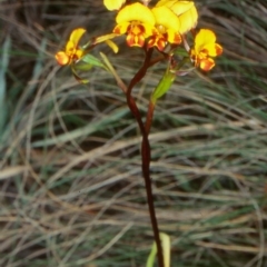 Diuris semilunulata (Late Leopard Orchid) at Mongarlowe River - 26 Nov 1998 by BettyDonWood