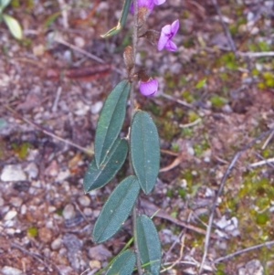 Hovea heterophylla at Tidbinbilla Nature Reserve - 30 Aug 2002 12:00 AM