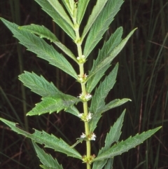 Lycopus australis (Native Gipsywort, Australian Gipsywort) at Mongarlowe River - 6 Feb 1998 by BettyDonWood
