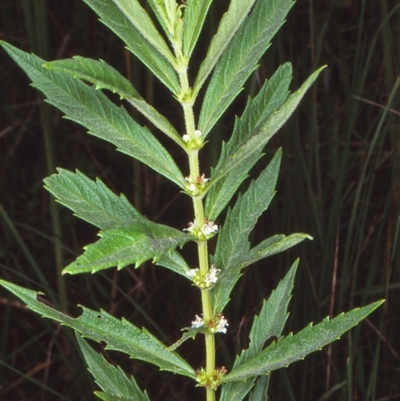 Lycopus australis (Native Gipsywort, Australian Gipsywort) at Mongarlowe River - 6 Feb 1998 by BettyDonWood