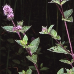 Mentha x piperita (Peppermint) at QPRC LGA - 5 Feb 1998 by BettyDonWood