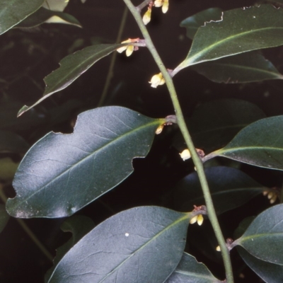 Diospyros australis (Black Plum, Yellow Persimmon, Grey Plum) at Budawang, NSW - 14 Dec 1997 by BettyDonWood