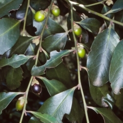 Diospyros australis (Black Plum, Yellow Persimmon, Grey Plum) at Budawang, NSW - 10 Mar 1998 by BettyDonWood