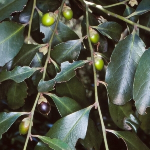 Diospyros australis at Budawang, NSW - 10 Mar 1998 12:00 AM