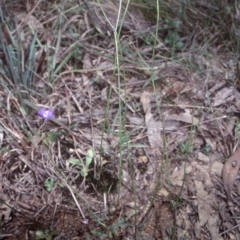 Wahlenbergia multicaulis (Tadgell's Bluebell) at QPRC LGA - 26 Dec 1998 by BettyDonWood