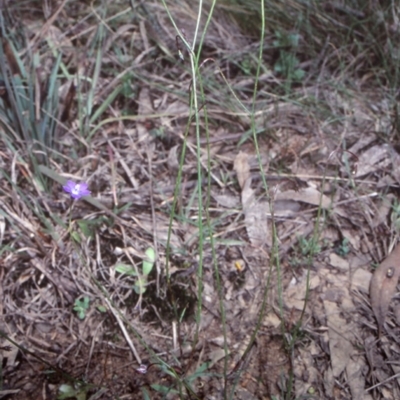 Wahlenbergia multicaulis (Tadgell's Bluebell) at Mongarlowe River - 27 Dec 1998 by BettyDonWood