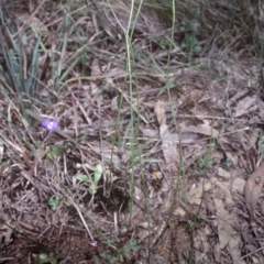Wahlenbergia multicaulis (Tadgell's Bluebell) at Mongarlowe River - 26 Dec 1998 by BettyDonWood