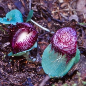 Corysanthes hispida at Tidbinbilla Nature Reserve - 1 May 2002