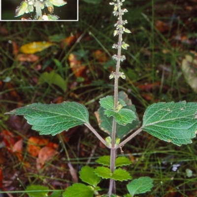 Coleus australis (Cockspur Flower) at Budawang, NSW - 5 Dec 1999 by BettyDonWood