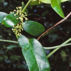 Leichhardtia flavescens (Hairy Milk Vine) at Budawang, NSW - 5 Dec 1999 by BettyDonWood