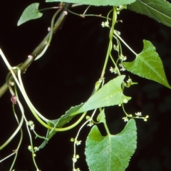 Muehlenbeckia gracillima (Slender Lignum) at Budawang, NSW - 12 Feb 1998 by BettyDonWood