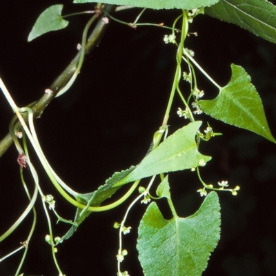Muehlenbeckia gracillima (Slender Lignum) at Budawang, NSW - 12 Feb 1998 by BettyDonWood