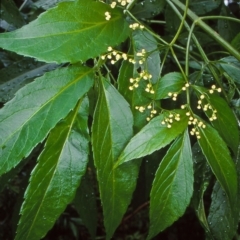 Sambucus australasica (Native Elderberry, Yellow Elderberry, Native Elder) at Budawang, NSW - 5 Dec 1999 by BettyDonWood