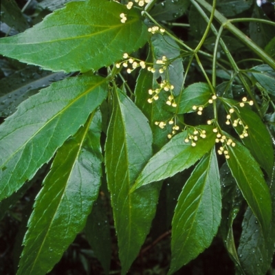 Sambucus australasica (Native Elderberry, Yellow Elderberry, Native Elder) at Budawang, NSW - 5 Dec 1999 by BettyDonWood