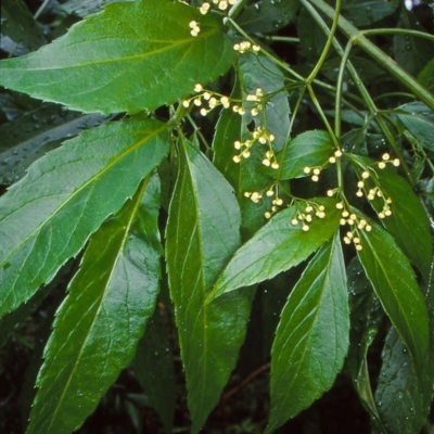 Sambucus australasica (Native Elderberry, Yellow Elderberry, Native Elder) at Budawang, NSW - 4 Dec 1999 by BettyDonWood