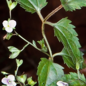 Veronica grosseserrata at Budawang, NSW - 12 Feb 1998 12:00 AM