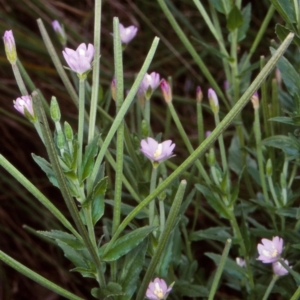 Epilobium gunnianum at Mongarlowe River - 3 Feb 1998